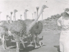 effie-anderson-with-the-ostriches