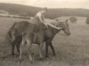 iona-murray-as-a-little-girl-riding-bareback-on-painswick-farm-c-1930