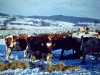painswick-cows-in-heavy-snowfall