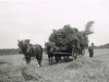 parklands-bringing-in-the-hay-with-horse-and-cart-before-the-1920s