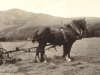 glen-lyon-farming-nancy-prince-at-work-1916