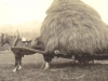 glen-lyon-farming-prince-with-hay-lifter-1916