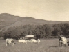 glen-lyon-farming-the-cows-at-work-1916