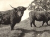 glen-lyon-highland-cattle-1913