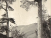 glen-lyon-view-through-the-scotch-firs-1913