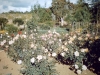 lolomarik-roses-and-the-bush-beyond