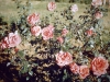 lolomarik-roses-for-which-it-is-famous