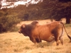 marania-a-fine-bull