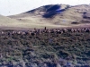 marania-sheep-need-shepherds
