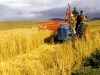 marania-wheat-harvesting-the-crop