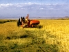 marania-wheat-harvesting