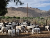 Karoo-sheep-in-kraal-at-three-sisters-2011