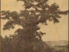 inanda-the-tree-where-rev-lindley-preached-in-1847