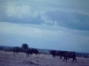 kenya-african-buffalo