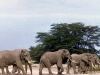 kenya-elephants-on-their-way