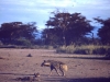kenya-hyena-on-the-look-out-near-marania