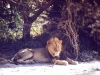 kenya-lion-near-marania