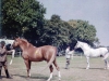 kenya-polo-ponies