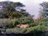 kenya-thick-bush-typical-of-some-parts