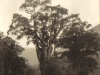 tsitsikama-forest-a-great-yellow-wood-tree-pre-1914