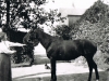margaret-molteno-with-her-horse-pre-1914