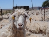 angora-goats-pleased-to-meet-you
