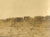 oxen-ploughing-at-houw-hoek-near-elgin-1921