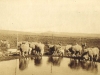 nelspoort-watering-point-for-sheep-c-1914