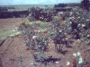 lolomarik-probably-the-garden-1960s