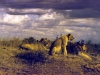 marania-a-pride-of-lions