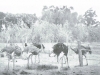 karoo-ostriches