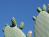 cactus-in-flower-close-up