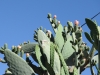 cactus-in-flower