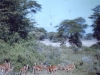 kenya-buck-in-the-bush