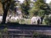 kenya-elephants-in-forest