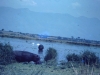 kenya-lake-with-hippos-and-mountains-beyond