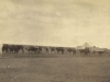 ox-wagon-transport-a-span-ready-to-go-pre-1914
