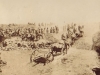 german-east-africa-campaign-hauling-artillery